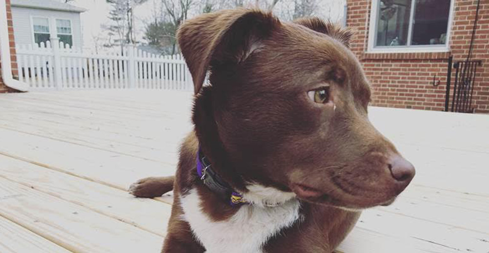 Harper, a brown dog, sitting on a patio