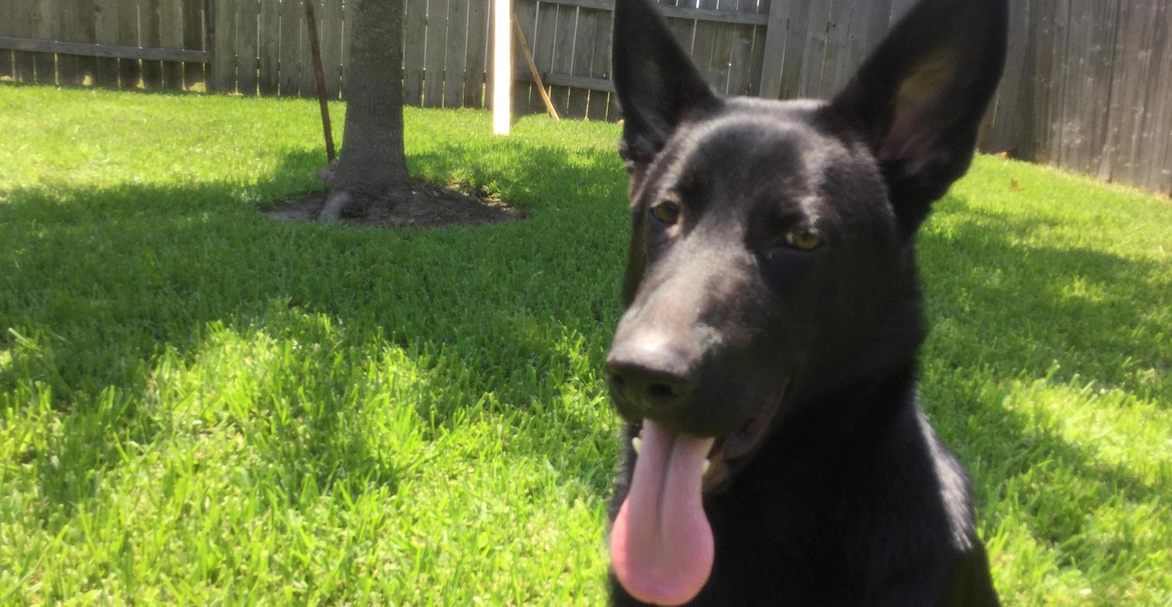 a beautiful German Shepherd named Kerry