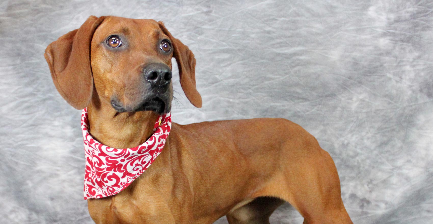 happy red coonhound mix dog