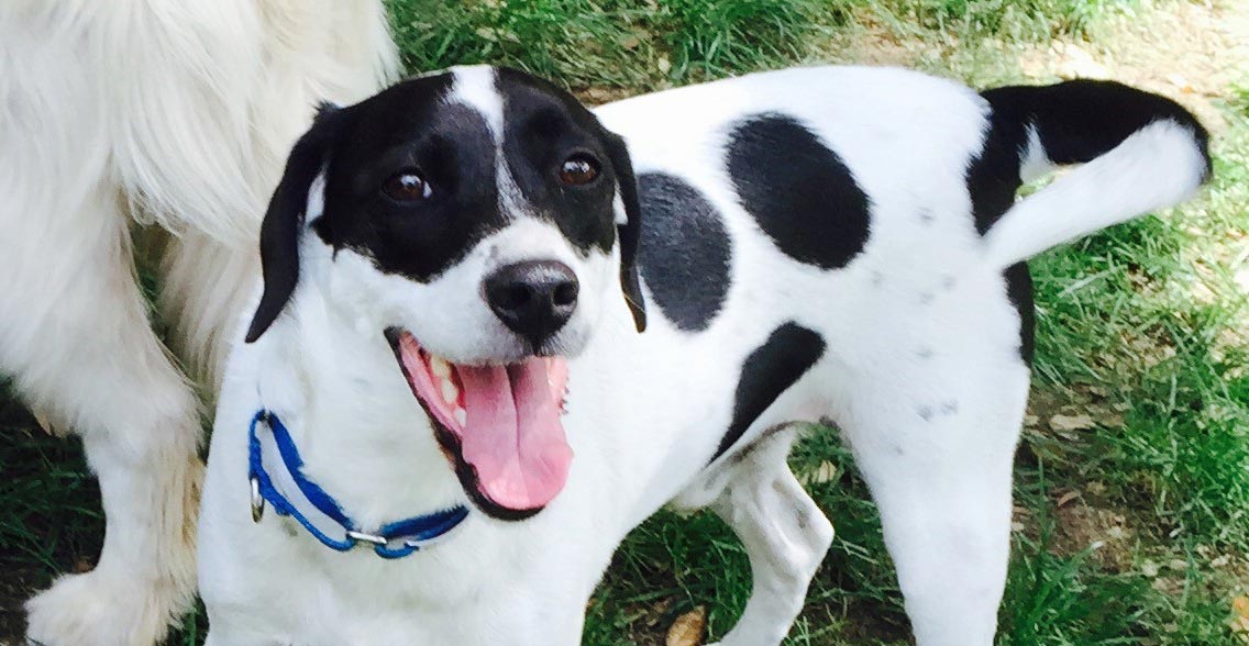 black and white dog named oreo